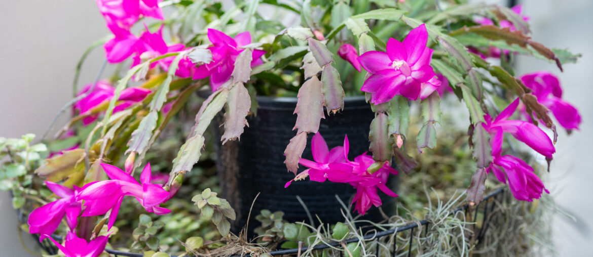 Close up of Thanksgiving Cactus with flowers blooming. Holiday cacti such as the Christmas cactus, Thanksgiving cactus are all hybrids of Brazilian forest cacti.