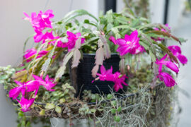 Close up of Thanksgiving Cactus with flowers blooming. Holiday cacti such as the Christmas cactus, Thanksgiving cactus are all hybrids of Brazilian forest cacti.