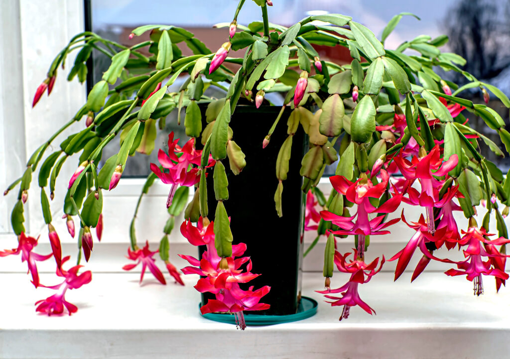 delicate pink Christmas cactus flower with the Latin name Schlumbergera on the windowill