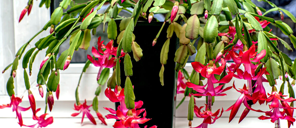 delicate pink Christmas cactus flower with the Latin name Schlumbergera on the windowill