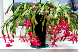 delicate pink Christmas cactus flower with the Latin name Schlumbergera on the windowill