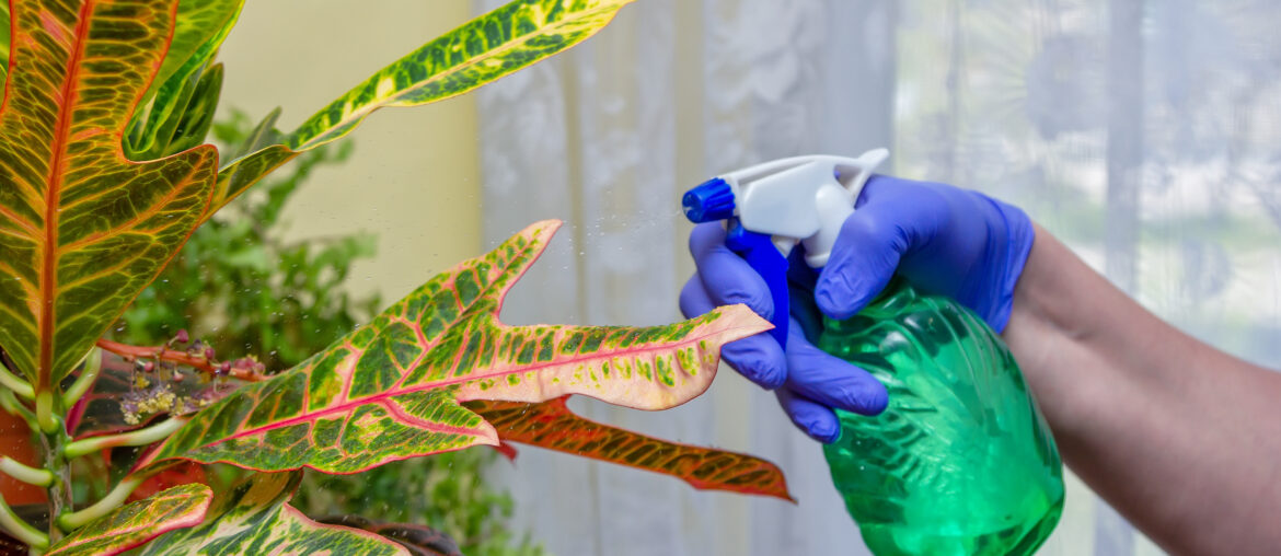 Hands in blue gloves, watering and taking care of house plant - croton.