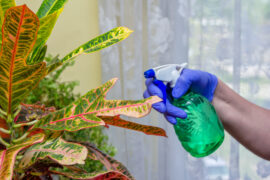 Hands in blue gloves, watering and taking care of house plant - croton.