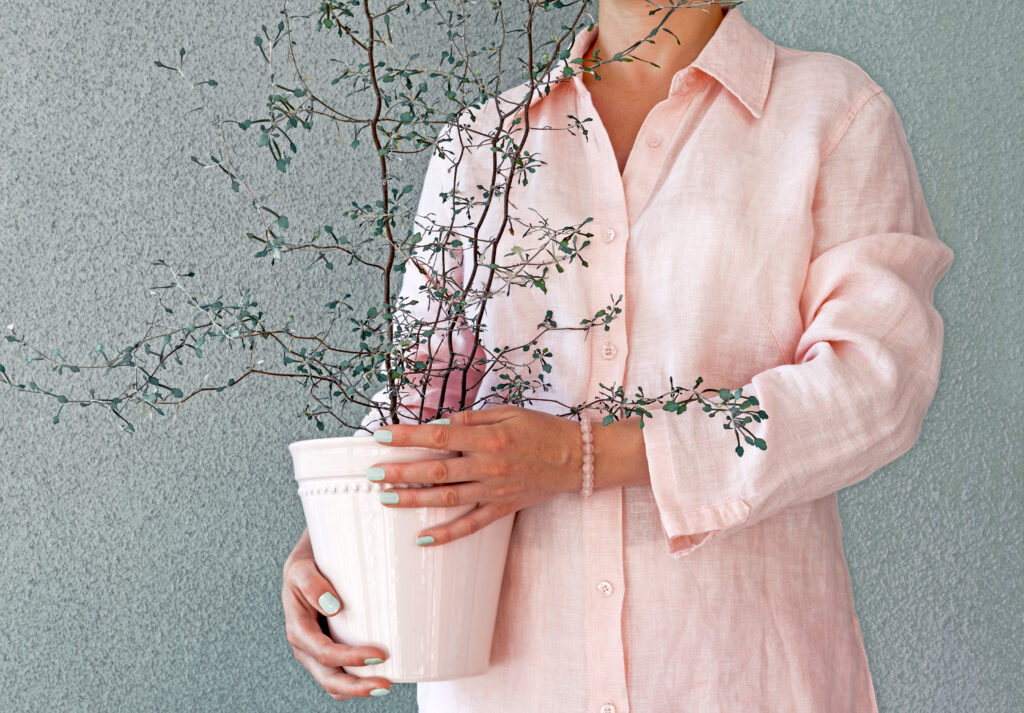 Woman holding a flowerpot with Corokia plant in her hands.