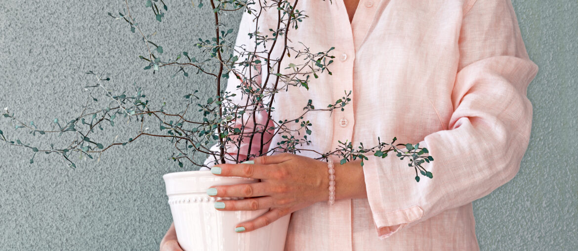 Woman holding a flowerpot with Corokia plant in her hands.