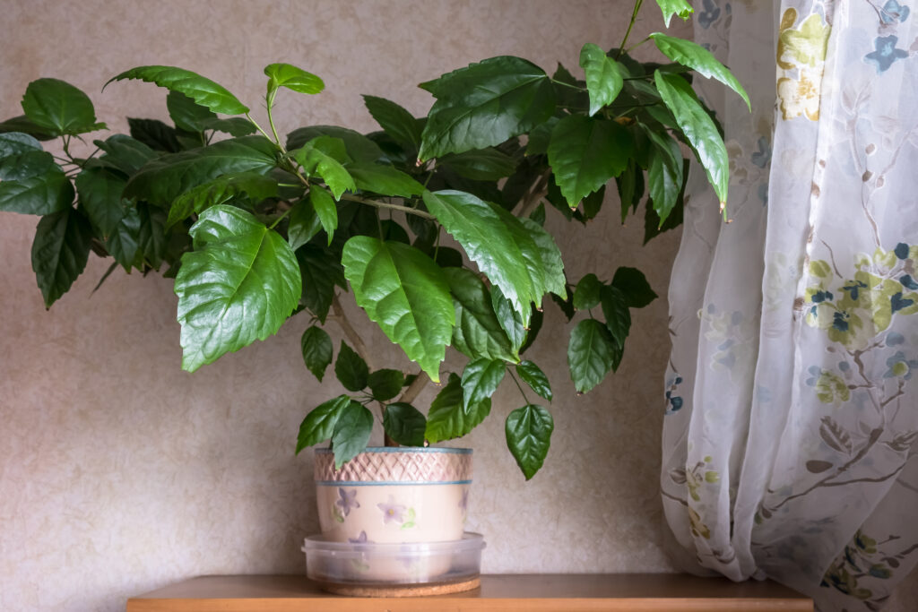 Indoor plant hibiscus in a flower pot. Home decoration with flowers