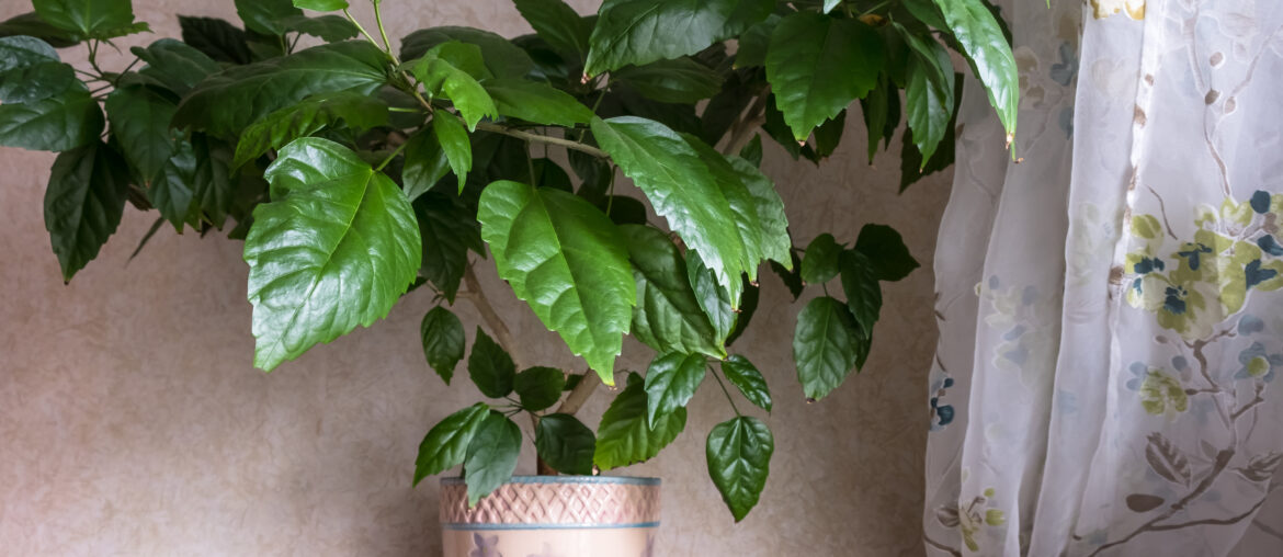 Indoor plant hibiscus in a flower pot. Home decoration with flowers