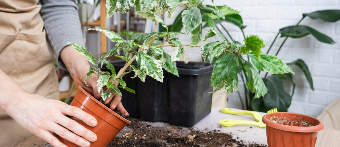 Repotting a home plant hibiscus variegated into a new pot in home interior. Caring for a potted plant, hands close-up