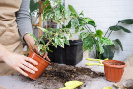 Repotting a home plant hibiscus variegated into a new pot in home interior. Caring for a potted plant, hands close-up