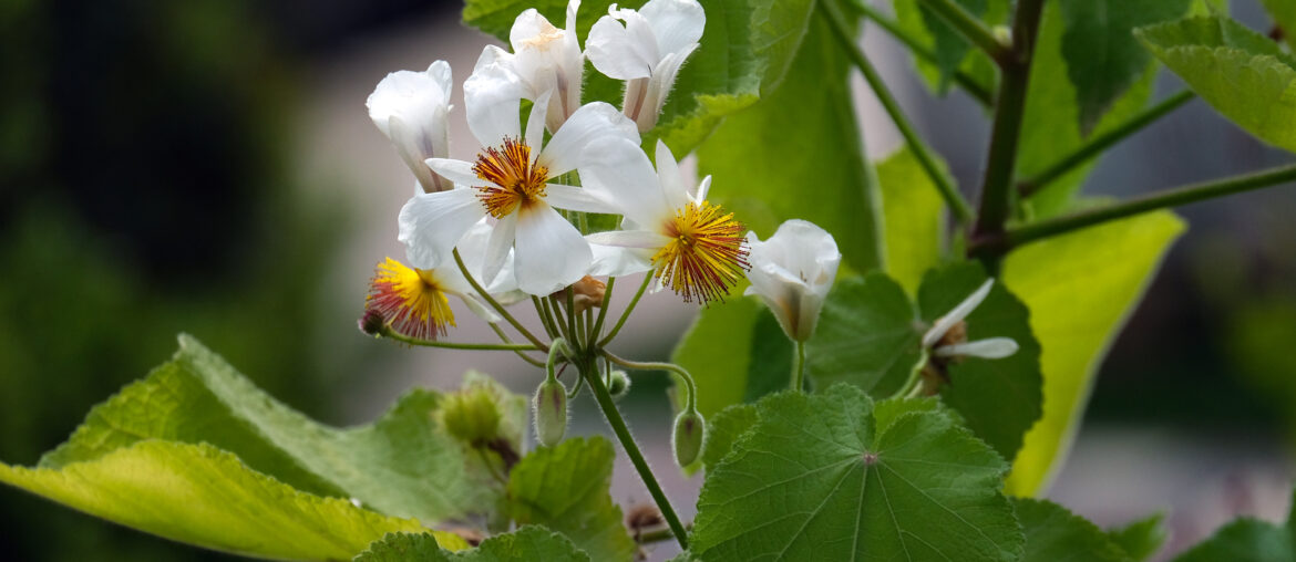 White flowers Sparmannia africana