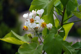 White flowers Sparmannia africana