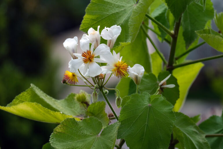 White flowers Sparmannia africana