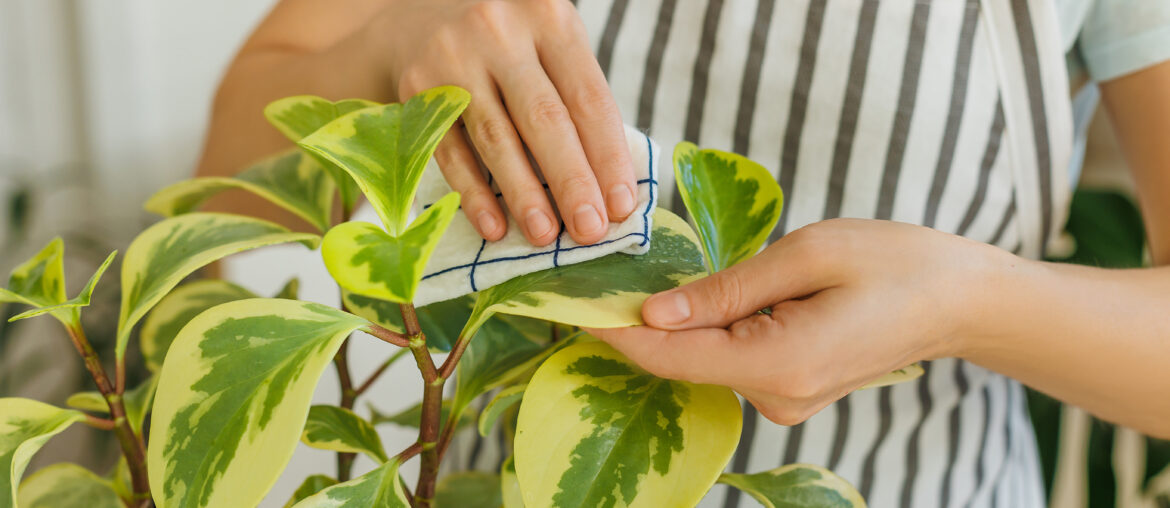 Close-up female hands cleaning peperomia leaves with wet rag. Springtime to care and watering plants. Houseplants care concept